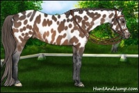 Horse Color:Buckskin Near Leopard 