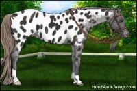 Horse Color:Liver Chestnut Appaloosa