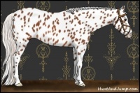 Horse Color:Silver Bay Sabino Appaloosa 