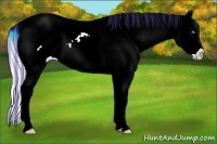 Horse Color:Painted Cremello Ice Dun Appaloosa