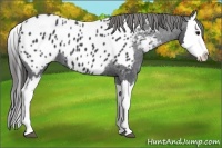 Horse Color:Black Splash Appaloosa 