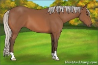 Horse Color:Silver Bay