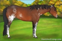 Horse Color:White Spotted Bay Rabicano