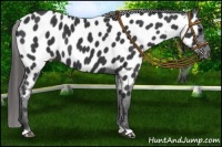 Horse Color:Black Appaloosa