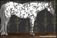 Horse Color:Black Near Leopard 