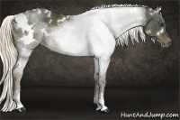 Horse Color:White Spotted Liver Chestnut