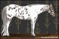 Horse Color:Liver Chestnut Tobiano Appaloosa Rabicano