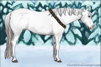 Horse Color:Blue Roan Appaloosa Rabicano 