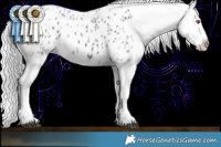 Horse Color:Silver Black Chinchilla Appaloosa Rabicano
