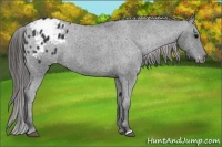 Horse Color:Black Appaloosa Rabicano 