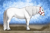 Horse Color:Black Appaloosa Rabicano 