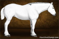 Horse Color:Gray Chestnut 