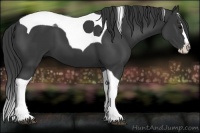Horse Color:Black Splash Tobiano