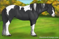 Horse Color:Black Splash Tobiano