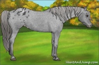Horse Color:Black Appaloosa Rabicano