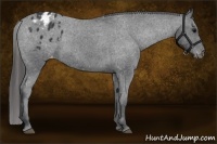 Horse Color:Black Appaloosa Rabicano