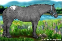 Horse Color:Black Appaloosa Rabicano 