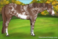 Horse Color:White Spotted Chestnut Sabino Frame 