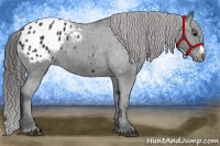 Horse Color:Black Appaloosa