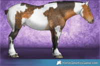 Horse Color:Sable Champagne Leopard  and Buckskin 