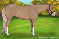 Horse Color:Palomino Roan Splash