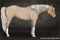 Horse Color:Silver Buckskin Roan Splash
