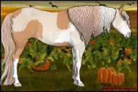 Horse Color:Cremello Sabino  and Gray Cremello Sabino 