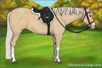 Horse Color:Silver Buckskin Roan Splash 