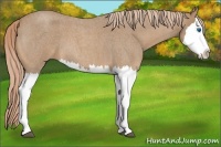 Horse Color:Palomino Roan Splash