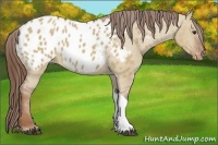 Horse Color:Red Dun Appaloosa