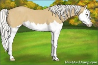 Horse Color:Silver Buckskin Roan Splash 