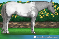 Horse Color:Black Tobiano Appaloosa 