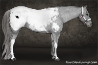 Horse Color:Black Tobiano Appaloosa