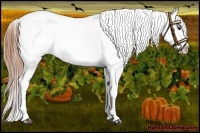 Horse Color:Chestnut Appaloosa