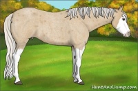 Horse Color:Silver Buckskin Roan Splash 