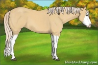 Horse Color:Palomino Roan Splash