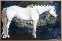 Horse Color:Chestnut Appaloosa