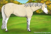 Horse Color:Silver Buckskin Roan Splash 