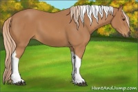 Horse Color:Chestnut Tobiano