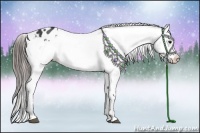 Horse Color:Black Appaloosa Rabicano 