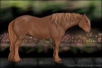 Horse Color:Chestnut Rabicano