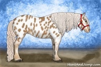 Horse Color:Palomino Appaloosa