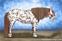 Horse Color:Chestnut Near Leopard 