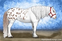 Horse Color:Chestnut Appaloosa