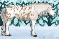 Horse Color:Palomino Roan Splash Appaloosa 