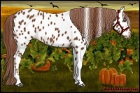 Horse Color:Chestnut Tobiano Near Leopard 