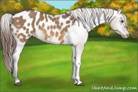 Horse Color:Bay Dun Appaloosa 