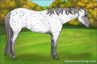 Horse Color:Blue Roan Appaloosa