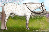 Horse Color:Red Dun Appaloosa 
