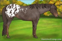 Horse Color:Liver Chestnut Appaloosa 